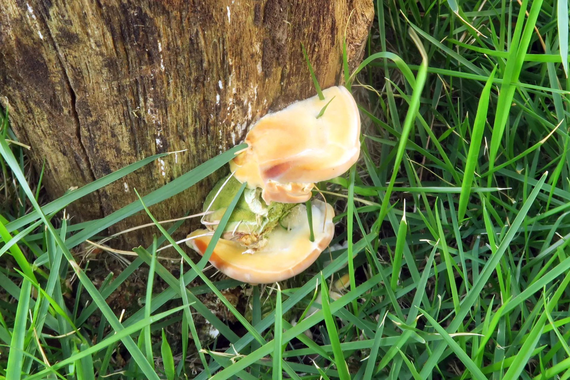 Trametes polyzona - 1 - IMG_3340